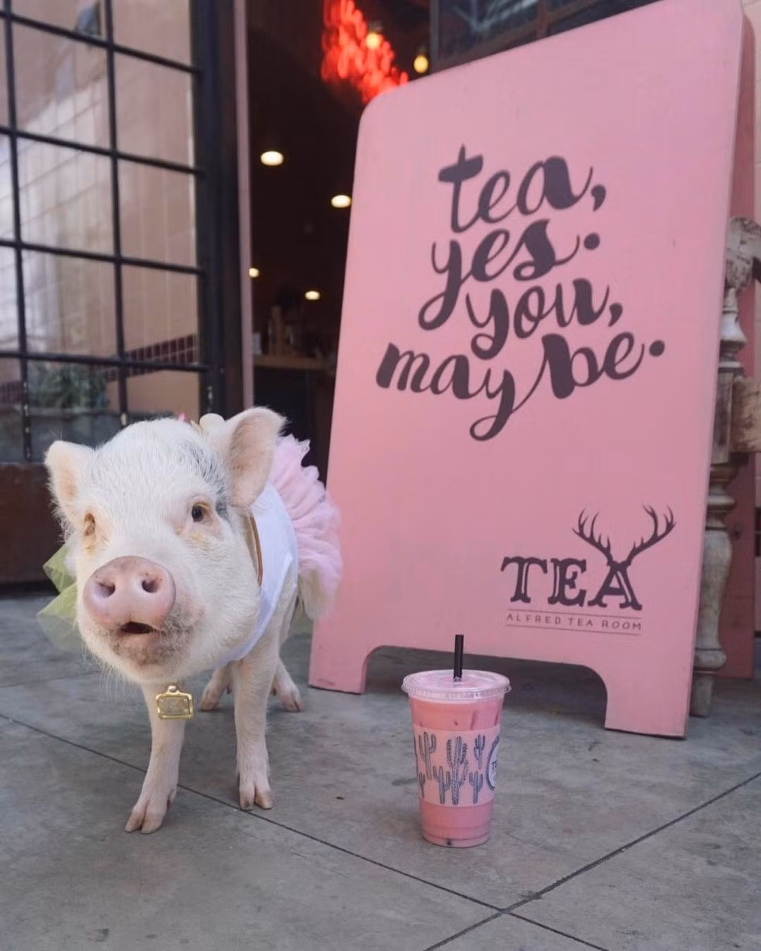 Chồng của cô Melanie Gomez muốn nuôi một con thú cưng làm bạn đồng hành với cô nhưng anh lại bị dị ứng chó và mèo. (Nguồn Bored Panda)