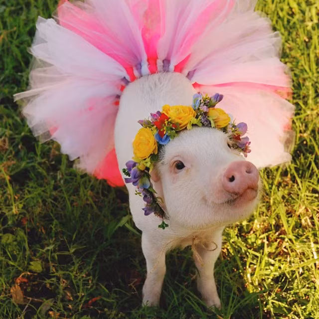 Từ ngày được cặp vợ chồng trẻ nhận nuôi, cô lợn Hamlet không bao giờ bỏ rơi cô chủ. (Nguồn Bored Panda)