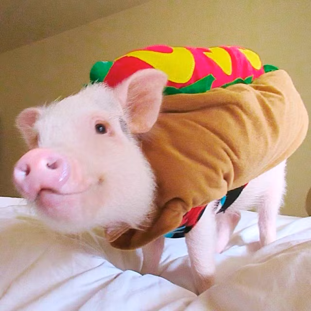 Ngay cả khi cô Melanie Gomez lên cơn động kinh, ở trong trạng huống tồi tệ nhất, Hamlet vẫn luôn bên cô, trao cho cô những tình cảm chân thật nhất. (Nguồn Bored Panda)