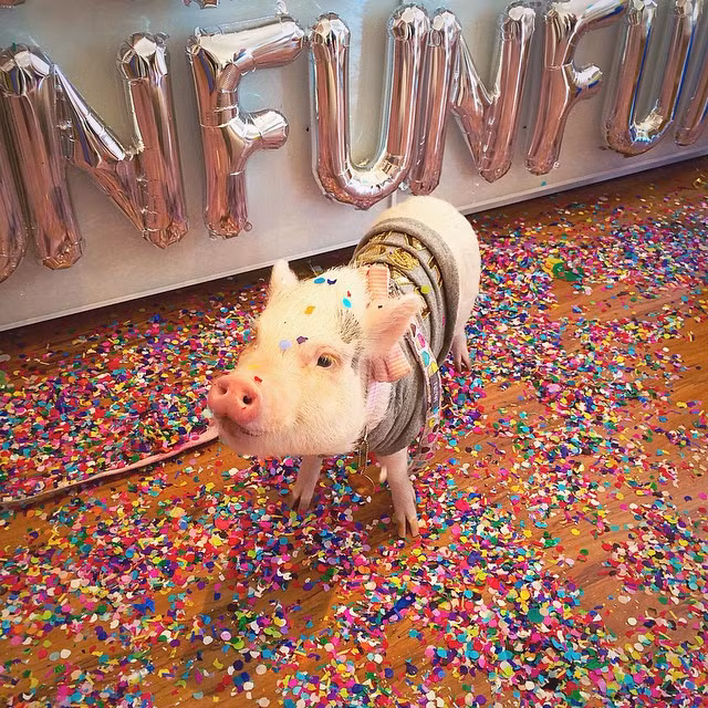 Hiện tại, cô lợn nổi tiếng Hamlet đã sở hữu hơn 300.000 người hâm mộ trên trang Instagram cá nhân và con số này vẫn đang tiếp tục tăng lên không ngừng. (Nguồn Bored Panda)