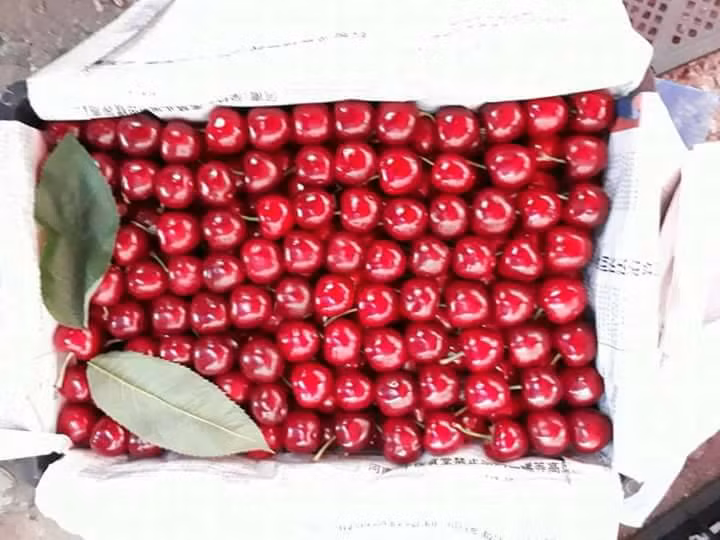 Cherry Trung Quoc 90.000/kg ban tran lan