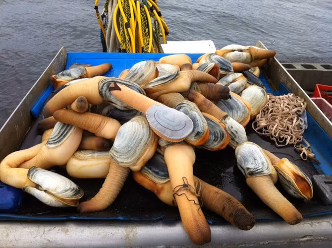 Theo tìm hiểu, ốc vòi voi hay còn gọi là tu hài hay con thụt thò, tên khoa học là Panopea generosa, thuộc họ Triadacnidae, là một loài nhuyễn thể hai mảnh vỏ, sinh sống trong vùng nước mặn hoặc các vùng bãi bùn cửa sông nước lợ. (Ảnh: Pinterest)