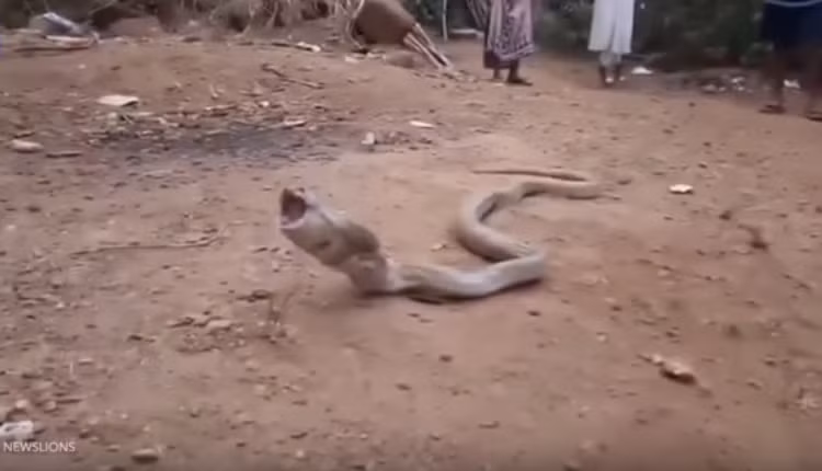 Dường như nhận thức được sự nguy hiểm của việc nuốt chai nhựa, rắn hổ mang cố sức oằn người, vật vã để nôn ra. (Nguồn Dailymail)