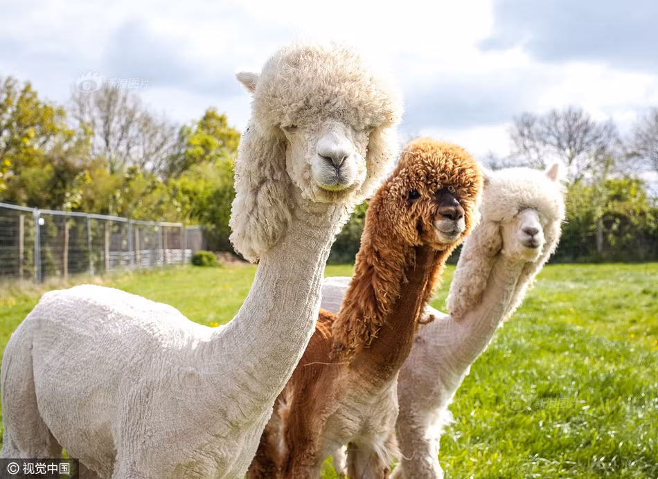 Trông chúng không chỉ đáng yêu mà còn cực kỳ bắt mắt với bộ lông chẳng con nào giống con nào của mình. (Nguồn Sina)