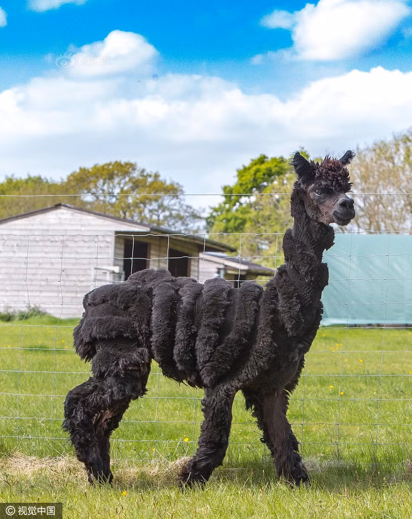 Được biết, ý tưởng biến những con lạc đà cừu của mình trở thành những con khủng long siêu đáng yêu, bà Helen đã phác thảo hình ảnh ra giấy trước. (Nguồn Sina)