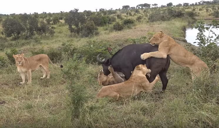 Đáng sợ hơn, những con sư tử đang đói mồi, chúng muốn đánh nhanh, giết nhanh, không hề muốn kéo dài thời gian như những lần đi săn tập sự. (Nguồn Rob The Ranger)