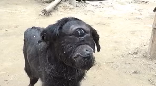 Mới đây, ở làng Assam, Ấn Độ, một con dê một mắt đã được sinh ra. Tuy rằng có ngoại hình vô cùng kỳ dị, khiến nhiều người khóc thét khi mới nhìn thấy nhưng con dê kỳ lạ này không hề bị coi như điềm gở mà trái lại, nó được coi như hiện thân của thần linh, nhận được sự tôn kính của mọi người. (Nguồn Sina)