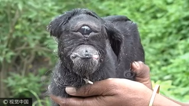 Về phía ông Mukhuri Das, chủ nhân con dê, ông cho biết dù con dê có bị gọi là quái vật hay được tôn là hiện thân của thần linh, ông vẫn sẽ chăm sóc tử tế cho nó. (Nguồn Sina)