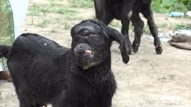 Tuy vậy, theo các chuyên gia, con dê này chỉ đơn giản là bị đột biến trong thời kỳ mang thai. Cụ thể, nó mắc phải hội chứng Cyclopia, tạm dịch là hội chứng quái thai một mắt. Hội chứng này rất hiếm gặp, là kết quả của quá trình thai nhi phát triển lỗi trong tử cung khiến bán cầu não trái và não phải không tách rời. (Nguồn Sina)