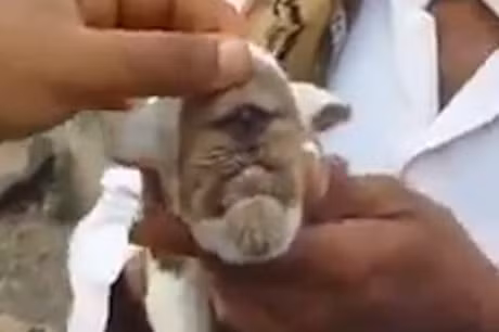 Cách đây khoảng một năm, tại vùng nông thôn ở Trung Đông, dê một mắt cũng từng xuất hiện, gây xôn xao dư luận. Tuy nhiên, tại nơi này, con dê một mắt là dê trắng và nó không nhận được sự tôn trọng của người dân. (Nguồn LiveLeak)