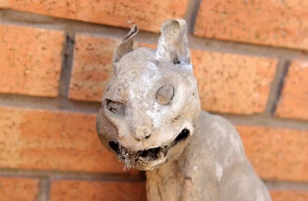 Mới đầu, Adam còn tưởng đây là một con mèo được tạc bằng gỗ, là vật dụng trang trí của gia đình. Tuy nhiên khi lại cần, nhìn thấy răng và xương sườn hiện lên dưới lớp da khô, anh mới dám khẳng định đây là một con mèo thực sự. (Nguồn Metro)