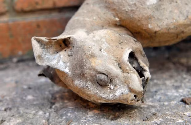 Sau khi phát hiện xác ướp mèo bí ẩn, anh Adam đã phải nói dối con trai của mỉnh rằng con mèo đó là giả vì không muốn làm cậu bé buồn. (Nguồn Metro)