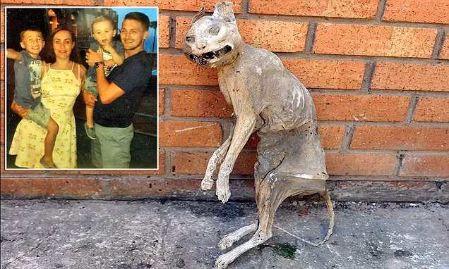 Trong khi đó, các chuyên gia về xác ướp đã tiếp cận xác ướp mèo lạ lùng này và xác định xác ướp mèo đã tồn tại được 30 năm. (Nguồn Metro)