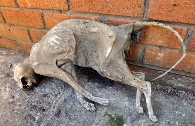 Được biết, anh Adam đã mua lại căn nhà này từ nhiều năm trước đó và rất ít khi lên tầng gác mái bởi nơi đây chỉ tập trung đồ đạc không dùng đến của gia đình. (Nguồn Metro)