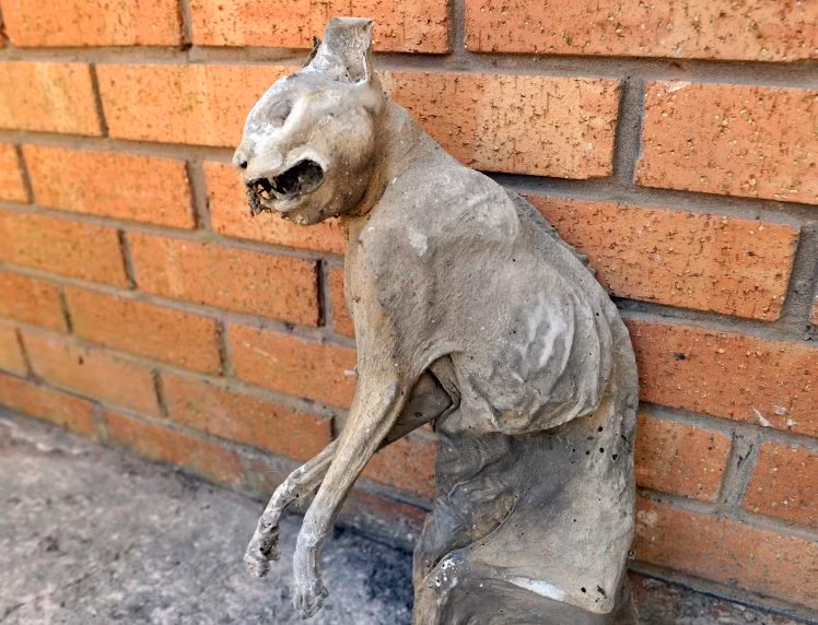 Mới đây, anh Adam White, 30 tuổi, sống tại thành phố Wigan, hạt Lancashire, nước Anh đã được phen kinh hoàng khi phát hiện xác ướp mèo được cho là đã 30 năm tuổi trong khi cùng con trai dọn dẹp mái nhà kho. (Nguồn Metro)