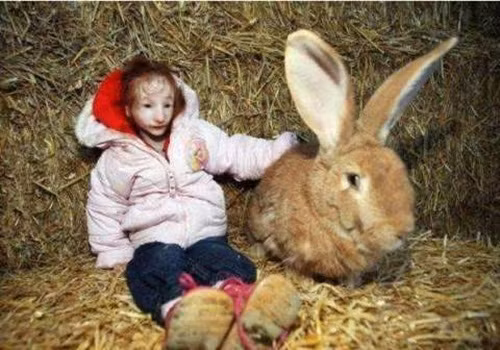 Thế nhưng, Charlotte đã chứng minh phép màu là có thật. Nhờ sự kiên cường của bản thân, nhờ tình yêu vô bờ bến của bố mẹ dành cho mình, đến tận hôm nay, khi đã 10 tuổi, cô bé tý hon kỳ lạ này vẫn cứ sống tốt. (Nguồn Sina)