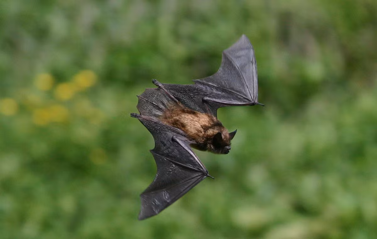 Theo nghiên cứu trước đây, thính giác của loài dơi cũng được đánh giá là cực nhạy cảm. Đến nỗi, một số loài dơi được cho là có thể nghe thấy những tiếng bước chân cách chúng gần 10km. (Ảnh: Quotesfab)