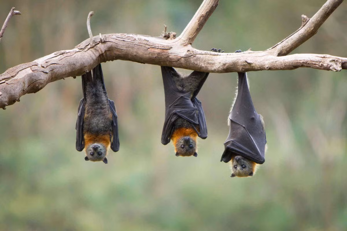 Con mồi của dơi chủ yếu là côn trùng, ếch và các con vật nhỏ thuộc bộ gặm nhấm. Ban ngày, dơi dùng phần lớn thời gian vào việc ngủ nghỉ. (Ảnh: Mnn)