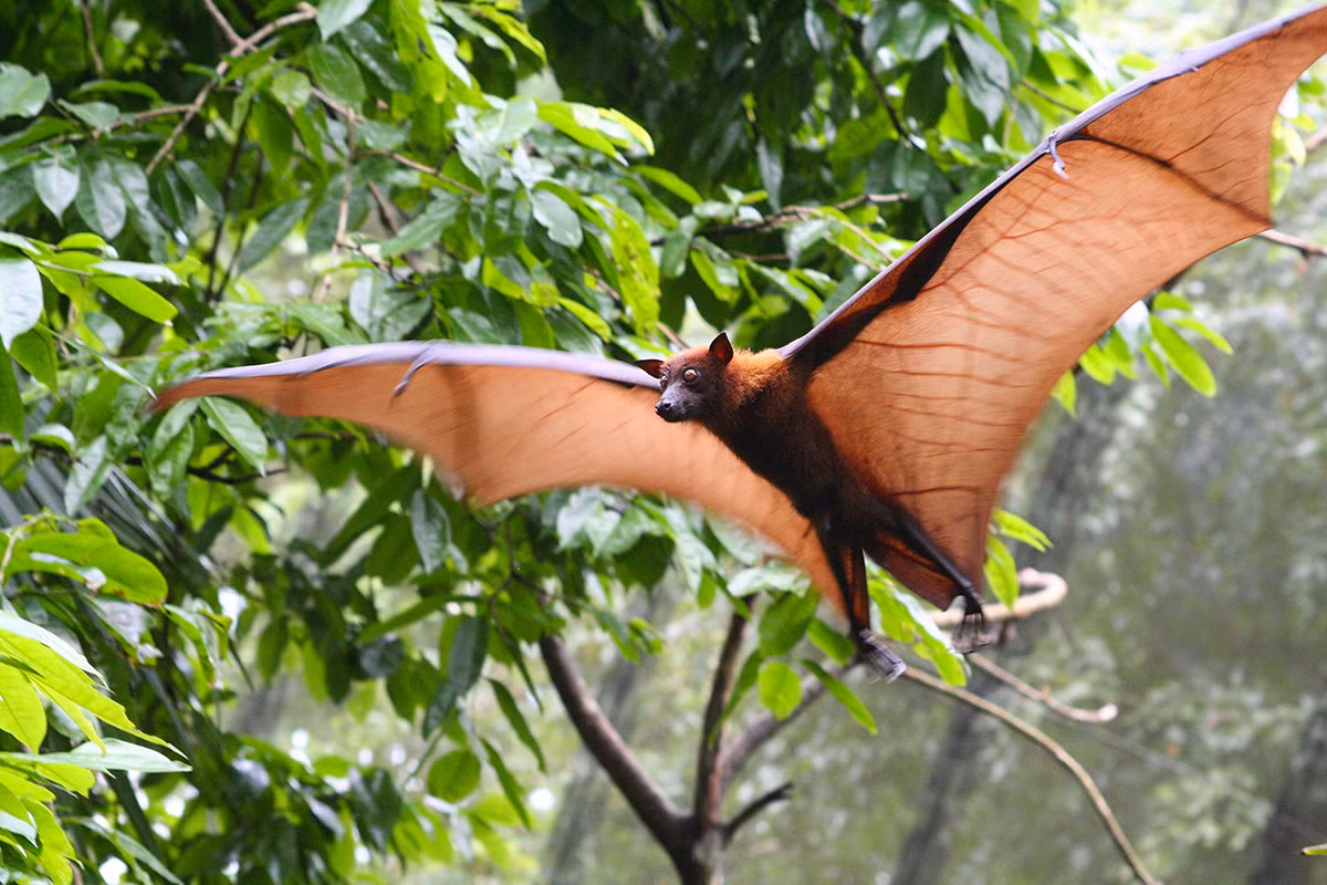 Điểu này gần giống như là một khả năng siêu phàm của loài dơi. (Ảnh: Omega Animal Removal)