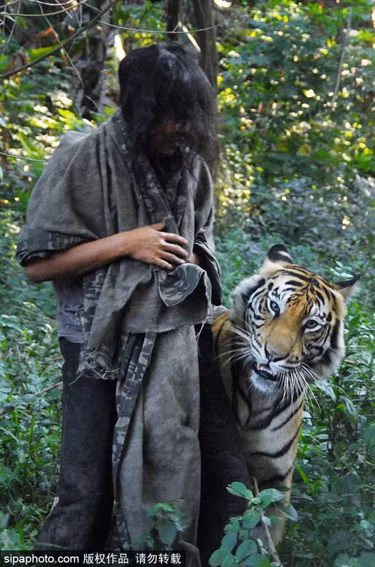 Tính đến nay, chàng trai Abdullah, 35 tuổi đã gắn bó với hổ vằn Mulan được 9 năm. Từ khi Mulan chỉ là một chú hổ con 3 tháng tuổi, to hơn chó con một chút đến bây giờ khi đã là một con hổ trưởng thành hoàn toàn. (Nguồn Sina)