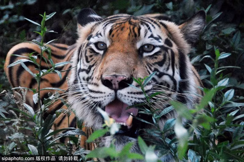 Theo tìm hiểu, con hổ vằn này thuộc giống hổ vằn Bengal có tên Mulan. Từ khi còn bú sữa, Mulan đã được Abdullah chăm sóc, nuôi nấng nên cực kỳ quen mùi và thân thiết với chàng trai tốt bụng. (Nguồn Sina)