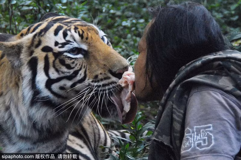 Abdullah Soleh là một chàng trai người Indonesia, được coi là một dị nhân bởi khả năng thân thiết với hổ dữ, thậm chí anh còn có thể mớm thịt cho con hổ to lớn mà không gặp nguy hiểm gì đáng kể... chuyện lạ hôm nay đăng tải trên Sina viết. (Nguồn Sina)