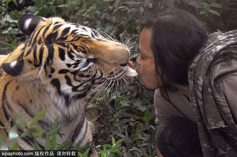 Không chỉ cùng chơi đùa, cho phép Abdullah mớm đồ ăn cho mình bằng miệng, hổ vằn Mulan còn rất yêu quý người bạn khác loài với mình. Abdullah có thể ôm Mulan ngủ mà không phải e sợ bất cứ điều gì. (Nguồn Sina)