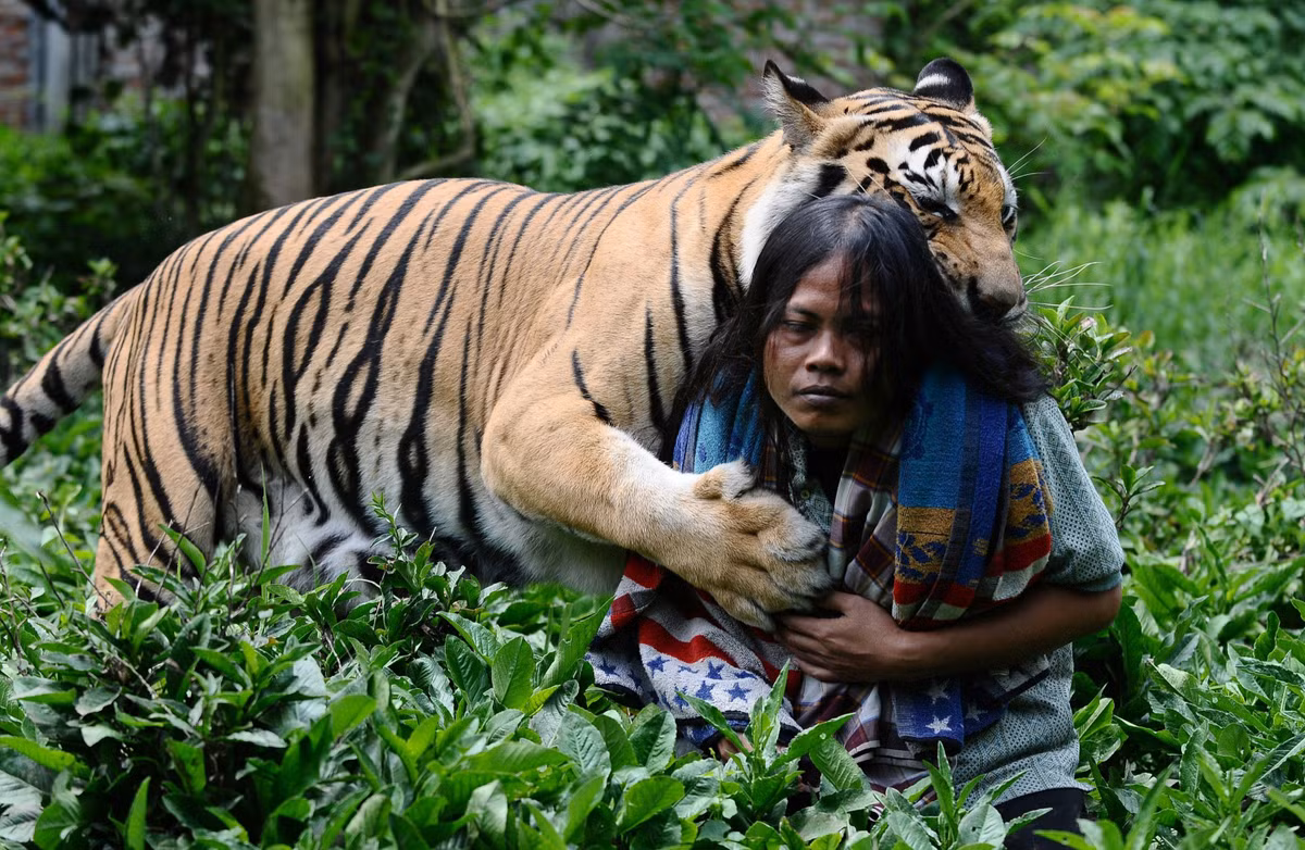 Đối với Abdullah, hổ vằn Mulan không chỉ là một người bạn động vật mà còn giống như một người thân không thể tách rời. (Ảnh: Metro)