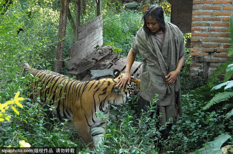 Cả hai cùng sống tại làng Dilem, Malang, phía đông Java, Indonesia. Lần đầu Abdullah tiếp xúc với Mulan là khi một người giàu có trong làng Noer Muhammad Sholeh đề nghị chàng trai trẻ chăm sóc cho hổ cưng của mình. (Nguồn Sina)