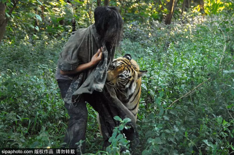 Tuy rất thân cận con người nhưng Mulan vẫn có bản năng của một mãnh thú, con hổ vằn chỉ chấp nhận chàng trai Abdullah thân thiết với mình, tỏ ra đáng sợ với những con người khác. Ngay cả chủ nhân thực sự của Mulan cũng không thể tiếp cận nó trực tiếp như Abdullah. (Nguồn Sina)