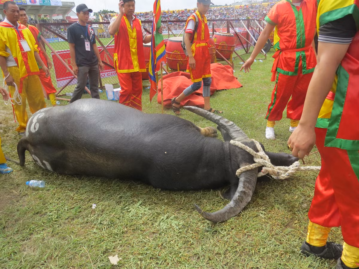 Chủ trâu phải rất vất vả mới đưa ông trâu gục ngã ra ngoài sân.