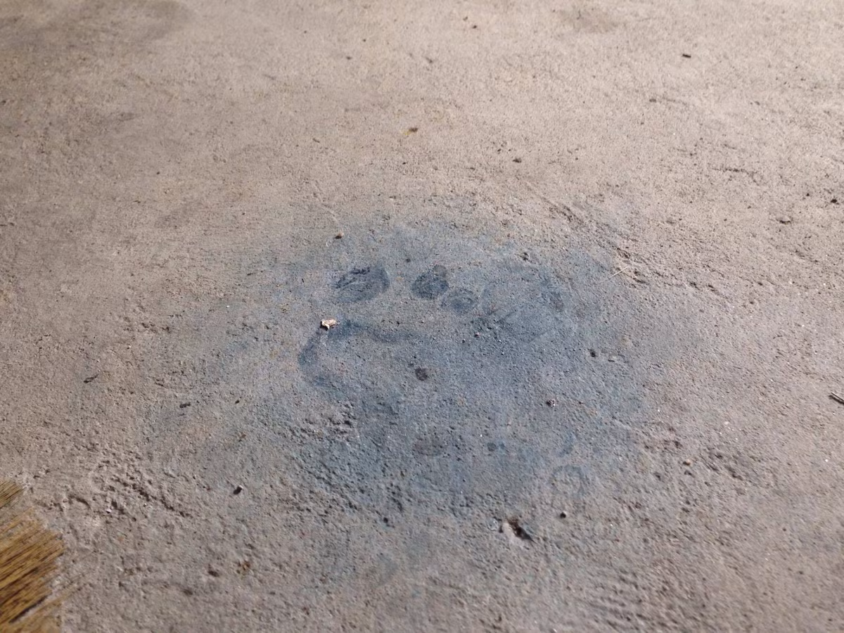 Bàn chân nhuốm máu đã đổi màu in trên nền bếp.