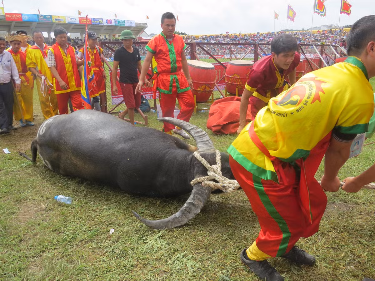Có những ông trâu gục ngay trên đấu trường.