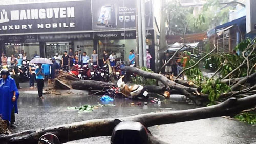 Cây xanh bật gốc tại giao lộ Nguyễn Thị Minh Khai - Nguyễn Bỉnh Khiêm, quận 1, TP HCM cướp đi sinh mạng chị Nguyễn Thị Dung.