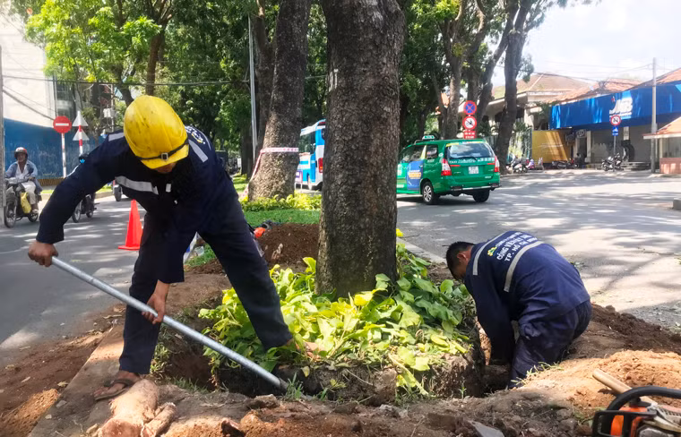 Từ hôm qua (11/10), các công nhân công ty cây xanh TP.HCM đã thực hiện giai đoạn 1 của dự án. Trong giai đoạn này, 14 cây sẽ được bứng dưỡng và đốn hạ.