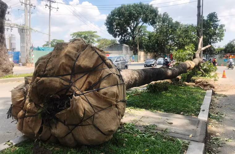 Riêng số gỗ thu được từ các cây chặt bỏ sẽ được dùng chế tạo các sản phẩm phục vụ công cộng.