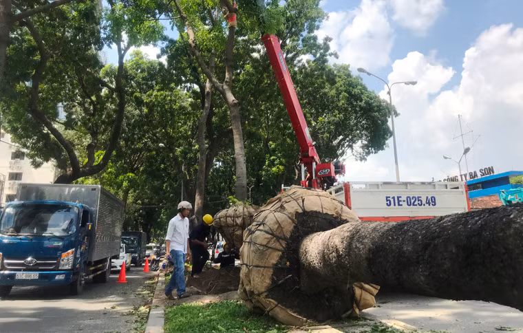 Được biết, trong số 258 cây bị đốn hạ, di dời để thi công xây cầu Thủ Thiêm 2, có 115 cây được bứng, di dời về lâm trường Đại học Nông Lâm và 143 cây già cỗi phải đốn hạ.
