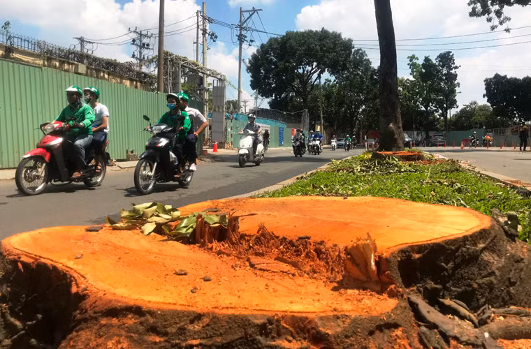 Những gốc cây cổ thụ to lớn vừa bị đốn hạ để phục vụ cho việc thi công cầu Thủ Thiêm 2 vượt sông Sài Gòn từ khu đô thị Thủ Thiêm quận 2 sang trung tâm TP.HCM
