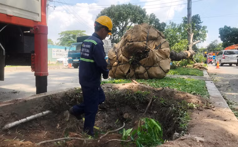 Tuy nhiên, để phục vụ xây dựng cầu Thủ Thiêm 2 bắc qua sông Sài Gòn, Sở GTVT TP.HCM phối hợp với Công ty TNHH MTV Công viên cây xanh TP.HCM sẽ tiến hành đốn hạ, di dời 258 cây xanh cổ thụ trên đường Tôn Đức Thắng (đoạn từ đường Lê Duẩn đến bờ sông Sài Gòn) và cây xanh nằm trên vỉa hè phía trái đường Tôn Đức Thắng.