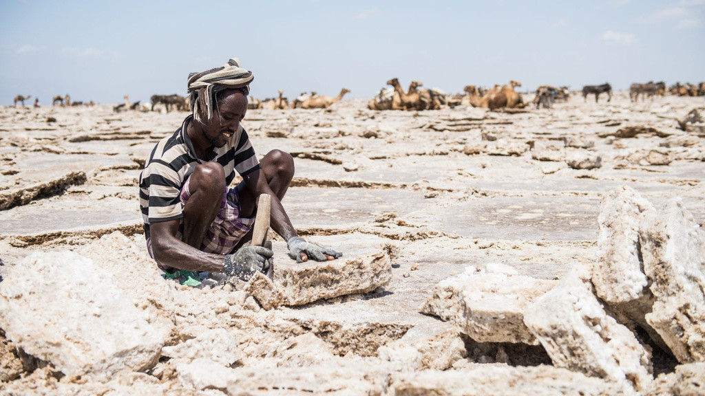 Người Afar và Tigrayan xem muối là vàng. Mỗi năm, họ khai thác muối trong 10 tháng. Công việc này không hề dễ dàng khi họ phải ngồi hàng giờ cắt gạch muối bằng rìu trong nhiệt độ ban ngày khoảng 50 độ C. Với mỗi viên gạch muối 4 kg, họ có thể kiếm được tương đương khoảng 0,05 USD. Mỗi con lạc đà có thể mang khoảng 30 viên gạch.