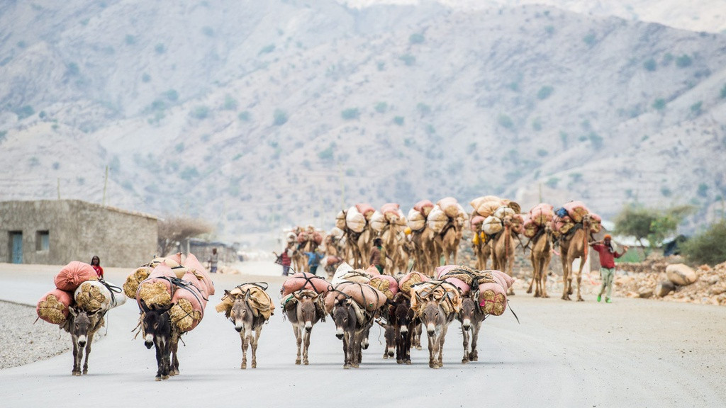 Lạc đà rất quan trọng với người dân Afar. Hình ảnh lạc đà hay lừa chở hàng là cảnh tượng phổ biến trong suốt hành trình khám phá sa mạc Danakil. Đoàn lạc đà thường thực hiện nhiệm vụ chở muối đến thị trấn cách đó khoảng 25 km để bán.