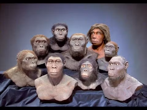 Theo các nhà khoa học Đức, khoảng 3 triệu năm trước, Trái Đất có 4 loài người cùng tồn tại. Sau khi nghiên cứu kỹ hóa thách hominin tìm thấy ở Kenya, Ethiopia và Chad, các nhà khoa học người Đức kết luận khoảng 3 triệu năm trước, 4 loài người khác biệt cùng tồn tại trên Trái Đất. Nhưng họ không thể xác định sự liên quan giữa 4 loài hay liệu họ có tương tác với nhau không.