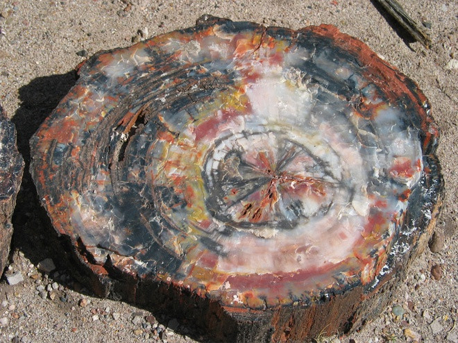 Trái Đất từng có thời không có vi khuẩn có thể phân hủy cây. Nhờ đó, chúng tạo ra than đá. Vì sao lại như vậy? Cây cối tồn tại trên Trái Đất vào 300 triệu năm trước không giống cây bây giờ. Chúng phát triển rất cao nhưng rễ nông nên dễ đổ. Thời điểm đó không có vi khuẩn nào có thể phân hủy cây nên chúng đổ, xếp chồng lên nhau, cuối cùng tạo ra than đá.