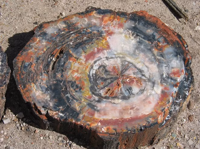 Trái Đất từng có thời không có vi khuẩn có thể phân hủy cây. Nhờ đó, chúng tạo ra than đá. Vì sao lại như vậy? Cây cối tồn tại trên Trái Đất vào 300 triệu năm trước không giống cây bây giờ. Chúng phát triển rất cao nhưng rễ nông nên dễ đổ. Thời điểm đó không có vi khuẩn nào có thể phân hủy cây nên chúng đổ, xếp chồng lên nhau, cuối cùng tạo ra than đá.