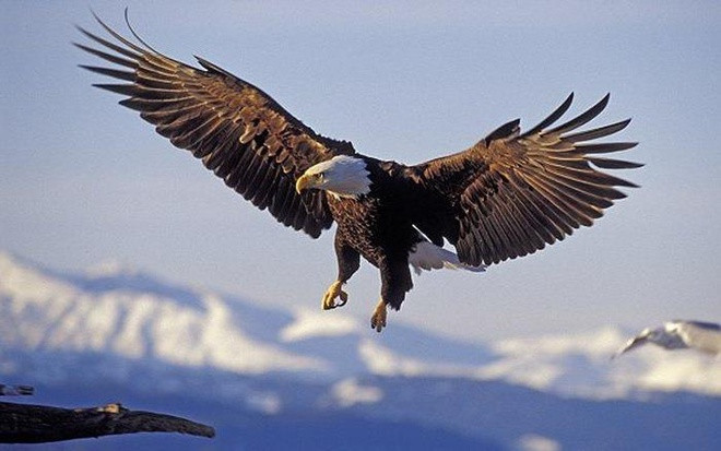 Đại bàng đầu trắng, hay còn được gọi là đại bàng hói, được chọn làm biểu tượng của Mỹ vào giữa tháng 6/1782, khi nó xuất hiện trên con dấu chính thức của quốc gia này. Từ đó, hình ảnh đại bàng đầu trắng bắt đầu hiện diện trên các tài liệu chính thức, tiền giấy, cờ, tòa nhà công và vật dụng có liên quan chính phủ.