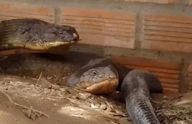 Trong phương ngữ của nhân dân miền Tây Nam Bộ, rắn hổ mang chúa thường được gọi là rắn hổ mây. Đây là loài rắn độc vừa lớn, vừa có khả năng di chuyển rất nhanh nhẹn, người dân gọi là hổ mây mang ý nghĩa có thể “đi mây về gió”.