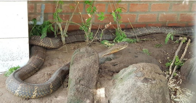 Rắn hổ mây sinh sống hầu khắp miền Tây. Rừng U Minh (Cà Mau, Kiên Giang), đảo Phú Quốc (Kiên Giang), Bảy Núi (An Giang) là những địa danh gắn liền loài rắn hổ mây. Đây là những địa điểm được cho là có nhiều rắn hổ mây sinh sống nhất miền Nam.