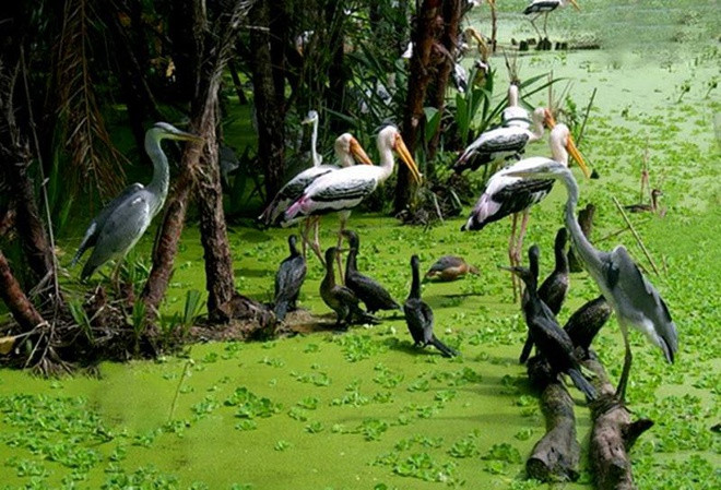 Rừng tràm Trà Sư là khu rừng ngập mặn nổi tiếng ở miền Tây, được xem là cảnh quan du lịch đặc sắc mỗi khi nhắc đến vùng đất An Giang. Rừng ở vị trí thuận lợi, thuộc huyện Tịnh Biên, cách Châu Đốc khoảng 20 km, cách Long Xuyên 100 km.