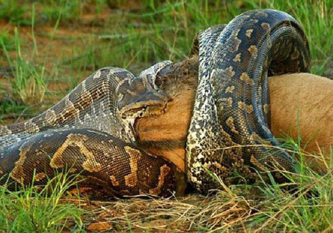 Chuột lang nước là loài chuột lớn nhất trên thế giới, trọng lượng cơ thể trung bình khoảng 40-60 kg, có con nặng gần 100 kg. Đây là loài động vật sống rất nhiều ở rừng Amazon, nguồn thức ăn ưa thích của loài trăn Anaconda.