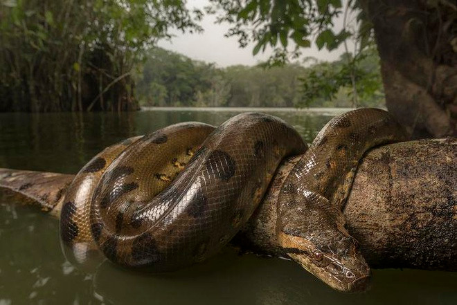 Trăn Anaconda có loài màu xanh, vàng, đốm trắng đen và trăn Anaconda khổng lồ sống ở Bolivia. Đây là loài trăn rất nguy hiểm, chúng thậm chí có thể tấn công cả con người.